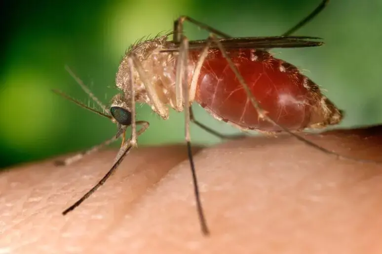 Altri due morti di West Nile: un 83enne a Caserta e un 85enne a Latina\n
