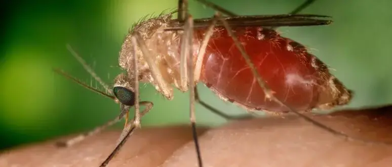 Altri due morti di West Nile: un 83enne a Caserta e un 85enne a Latina\n