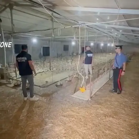 Controlli su caporalato nel Crotonese: multe e denunce per le aziende agricole tra lavoro nero e scarsa sicurezza\n
