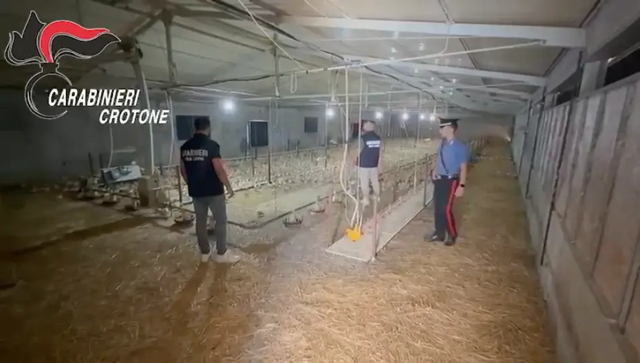 Controlli su caporalato nel Crotonese: multe e denunce per le aziende agricole tra lavoro nero e scarsa sicurezza\n