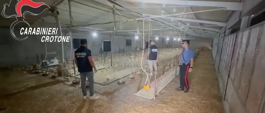 Controlli su caporalato nel Crotonese: multe e denunce per le aziende agricole tra lavoro nero e scarsa sicurezza\n