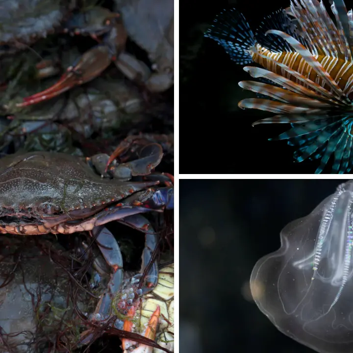 La carica dei pesci alieni nel Mediterraneo: dal tordo con le basette alle noci di mare, un’invasione senza precedenti\n