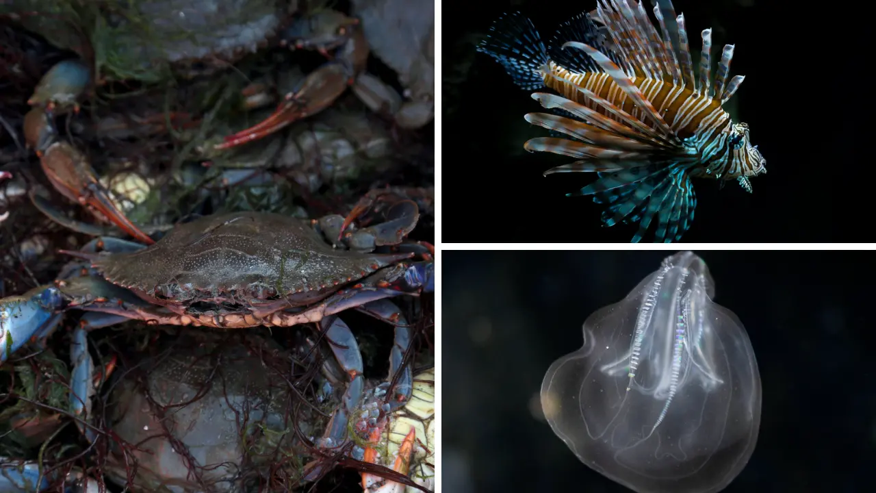 La carica dei pesci alieni nel Mediterraneo: dal tordo con le basette alle noci di mare, un’invasione senza precedenti\n