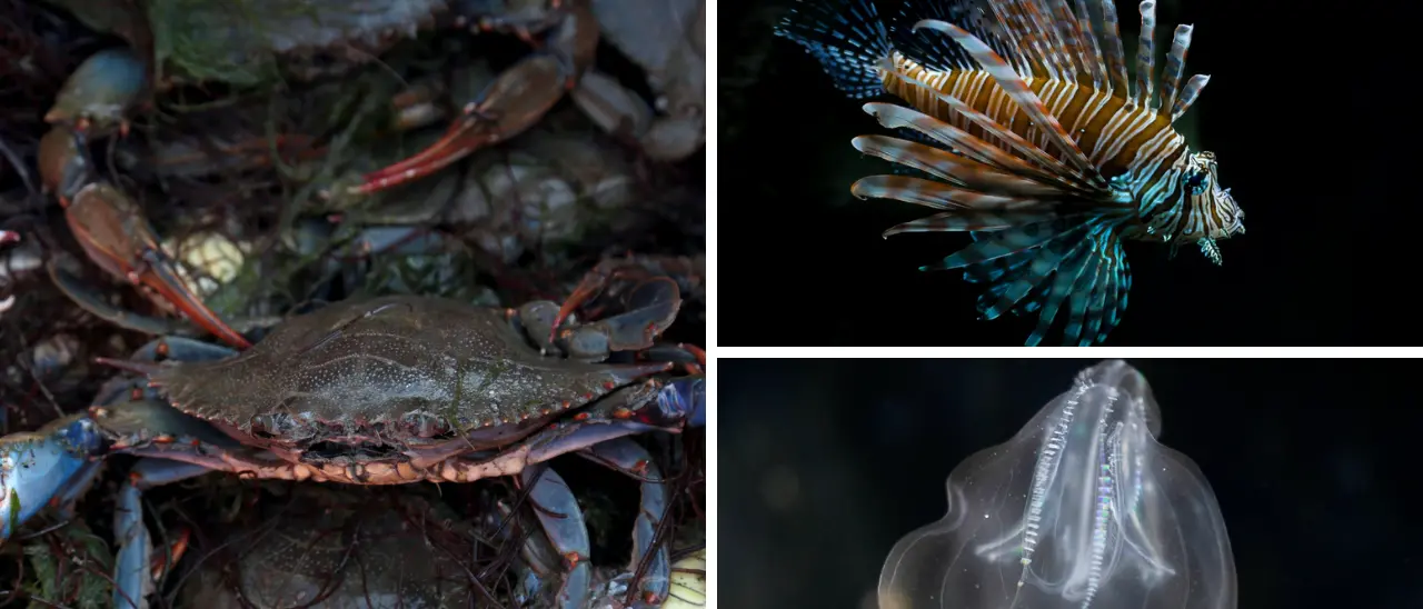 La carica dei pesci alieni nel Mediterraneo: dal tordo con le basette alle noci di mare, un’invasione senza precedenti\n