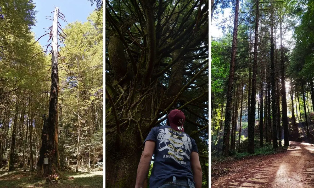 Da Monte Pecoraro alla Riserva Cropani-Micone: i sentieri naturalistici per scoprire la ricchezza dell’entroterra vibonese