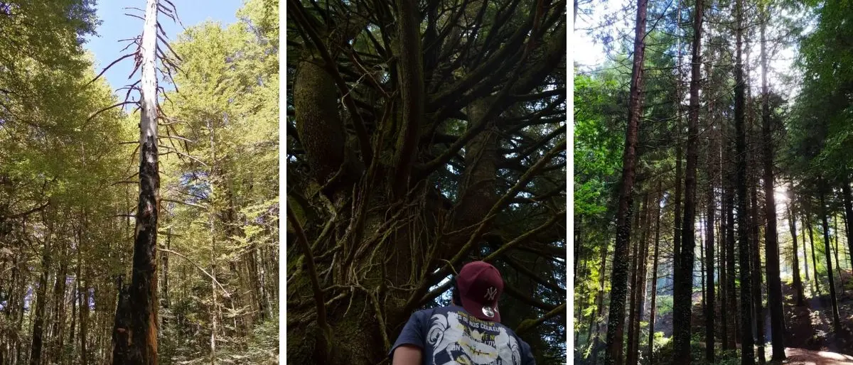 Da Monte Pecoraro alla Riserva Cropani-Micone: i sentieri naturalistici per scoprire la ricchezza dell’entroterra vibonese