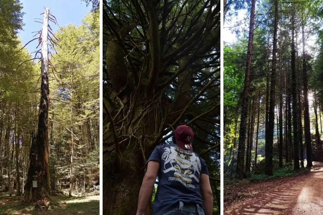 Da Monte Pecoraro alla Riserva Cropani-Micone: i sentieri naturalistici per scoprire la ricchezza dell’entroterra vibonese