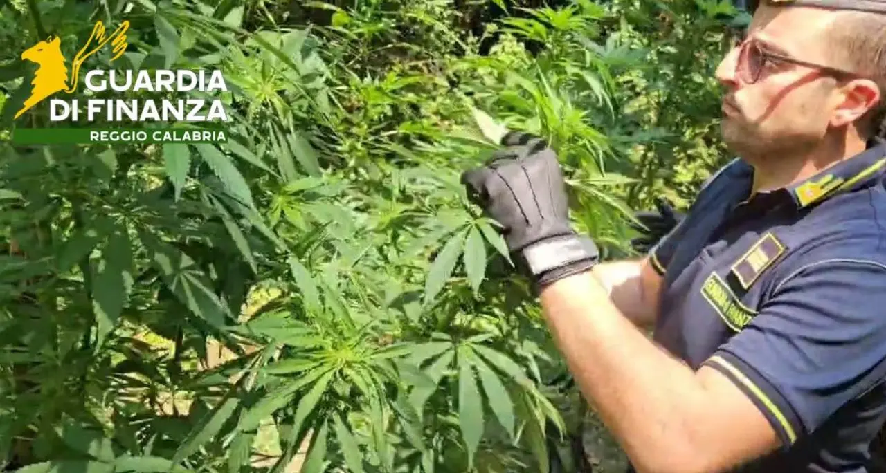 Sequestrata un piantagione di cannabis nascosta dai rovi nel Reggino: indagini in corso
