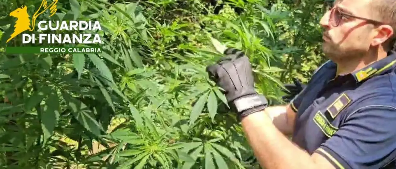 Sequestrata una piantagione di cannabis nascosta da rovi nel Reggino: indagini in corso