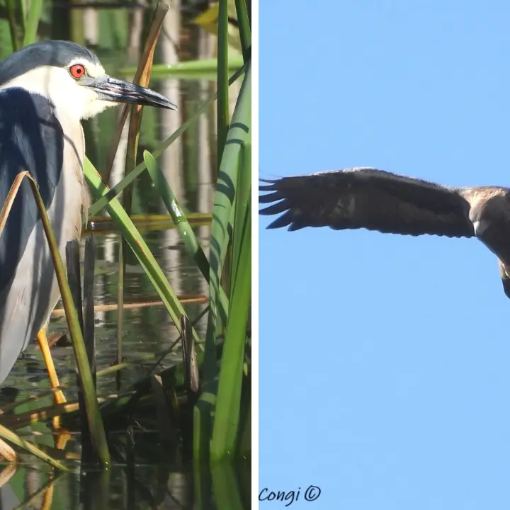 Aquila reale e\u00A0Nitticora nidificano per la prima volta nella Sila Grande: l’eccezionale scoperta
