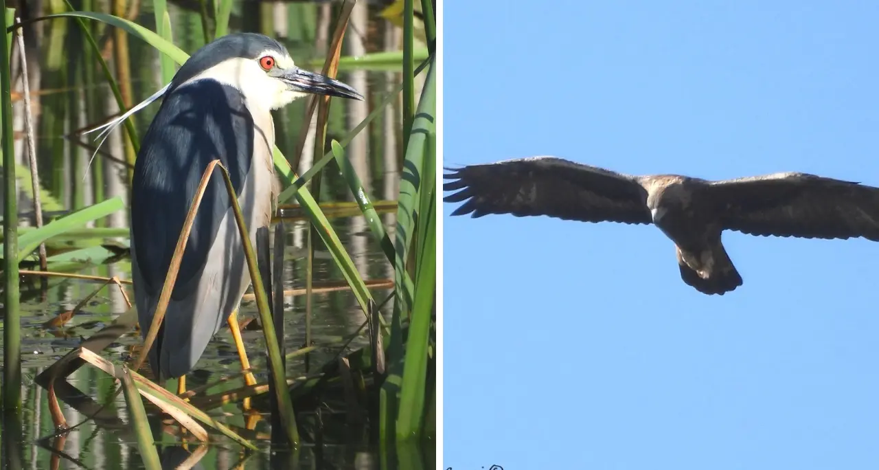 Aquila reale e\u00A0Nitticora nidificano per la prima volta nella Sila Grande: l’eccezionale scoperta