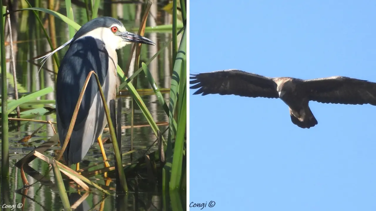 Aquila reale e\u00A0Nitticora nidificano per la prima volta nella Sila Grande: l’eccezionale scoperta