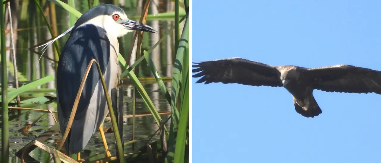 Aquila reale e\u00A0Nitticora nidificano per la prima volta nella Sila Grande: l’eccezionale scoperta