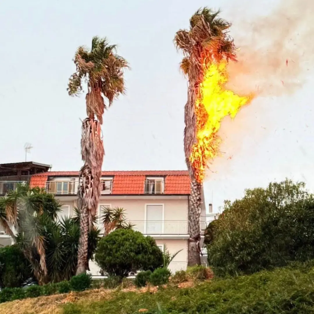 Fulmine colpisce una palma a Campora San Giovanni: incendio domato dai vigili (e dalla pioggia)