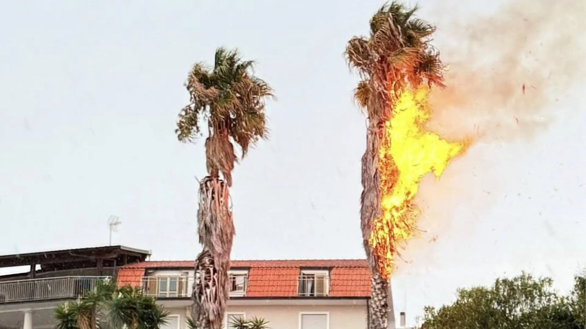 Fulmine su palma a Campora San Giovanni (Amantea)