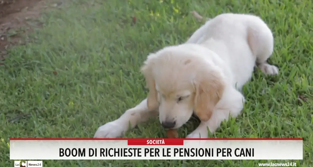 Boom di richieste per le pensioni per cani