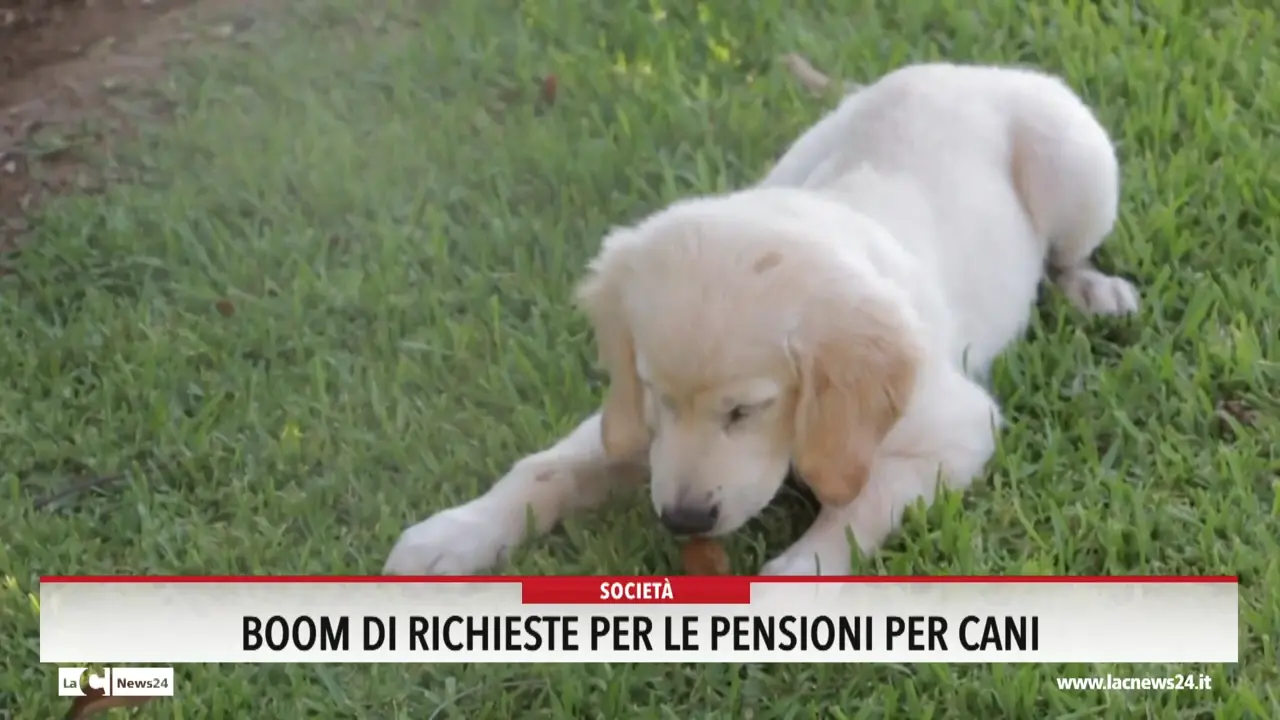 Boom di richieste per le pensioni per cani