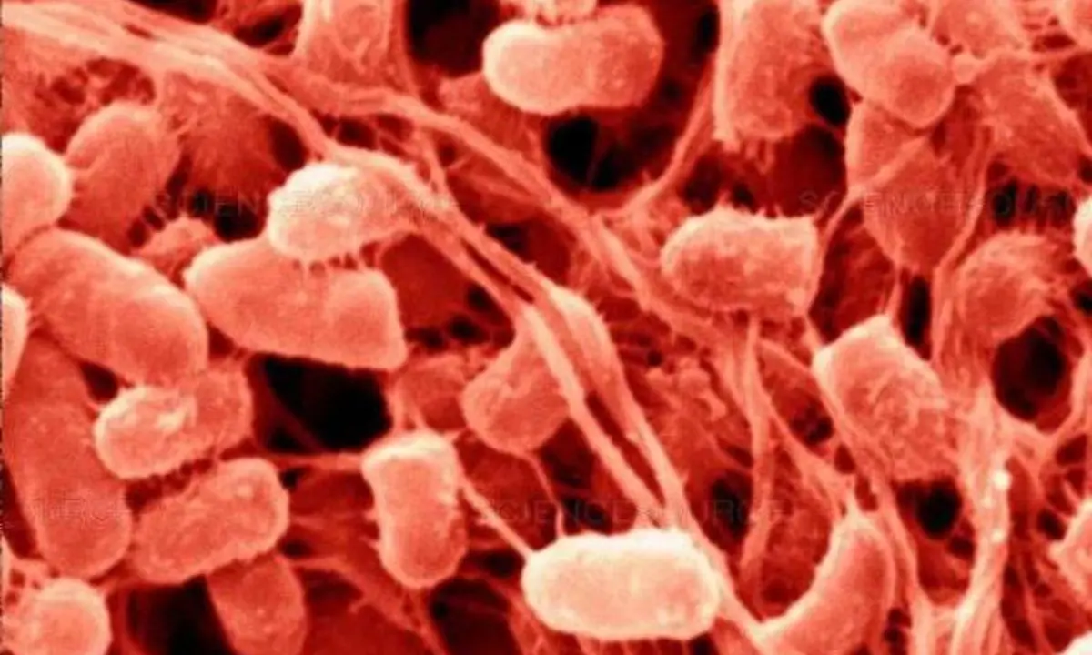 Bolzano, il batterio killer era nei dispenser di sapone