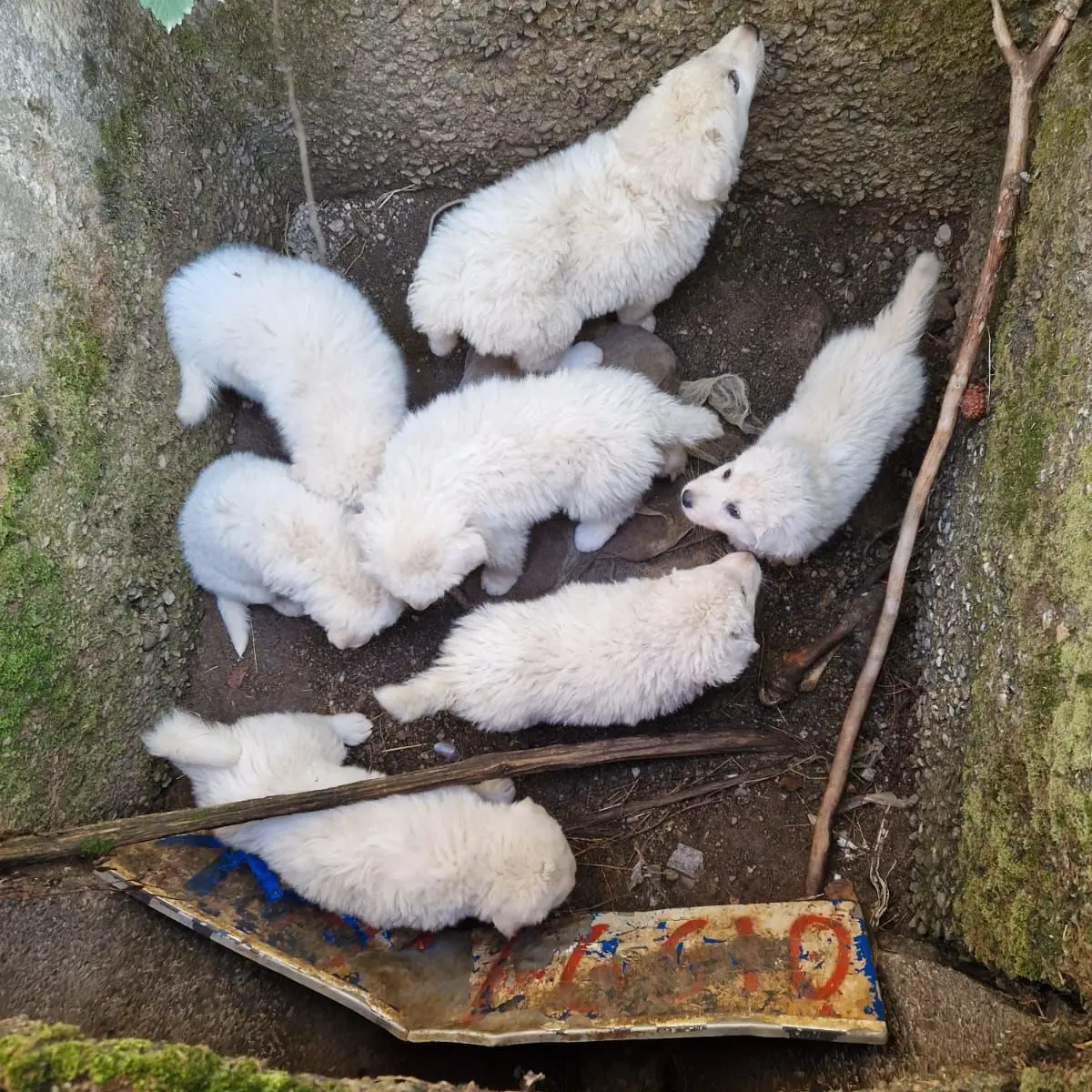 Sette cagnolini prigionieri in un tombino in Sila, gara di solidarietà per liberarli
