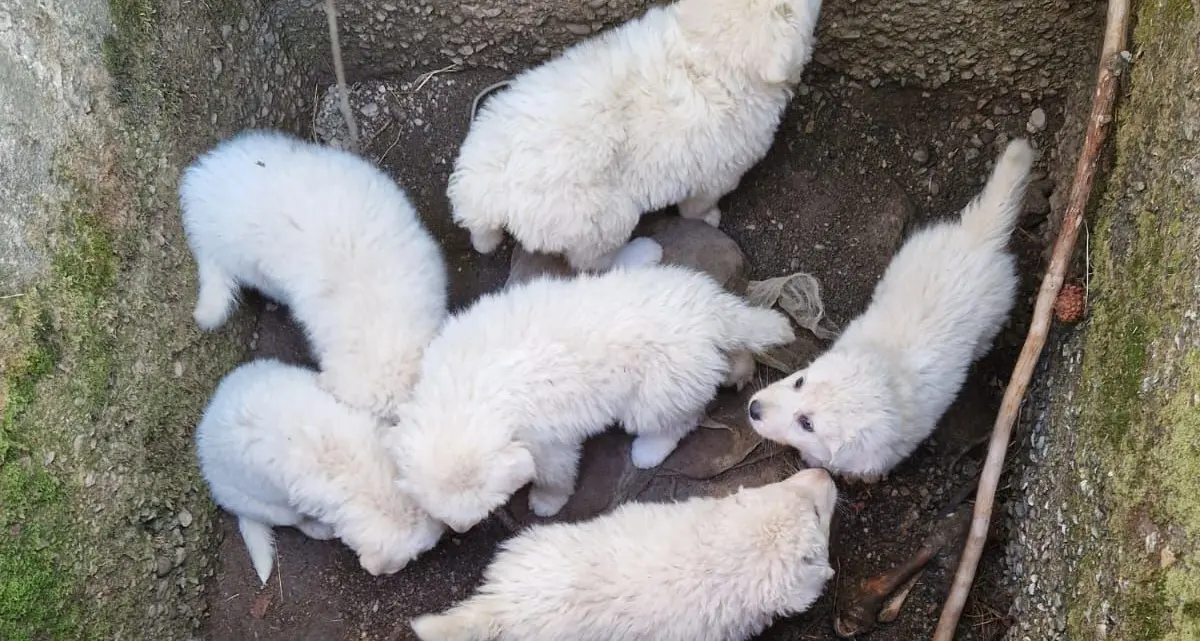 Sette cagnolini prigionieri in un tombino in Sila, gara di solidarietà per liberarli
