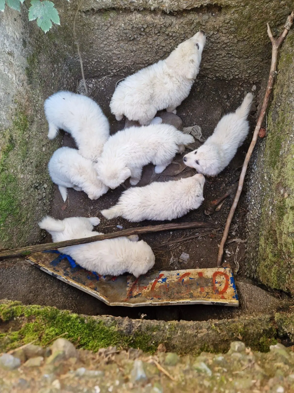 Sette cagnolini prigionieri in un tombino in Sila, gara di solidarietà per liberarli