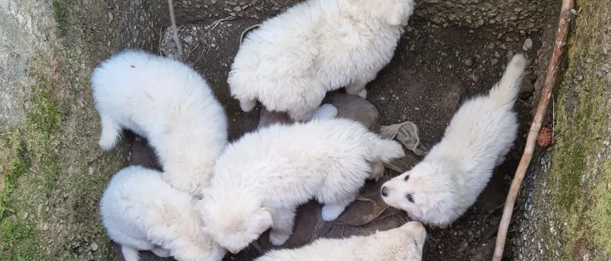 Sette cagnolini prigionieri in un tombino in Sila, gara di solidarietà per liberarli