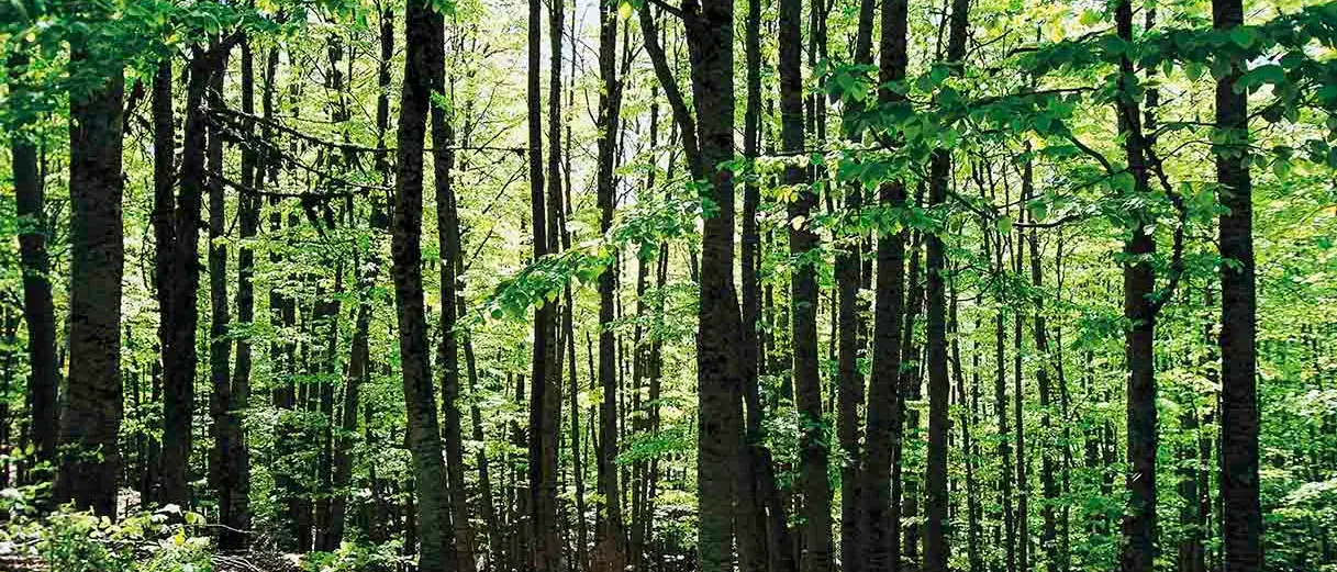 Autenticità non è immobilismo: la Sila che amo e\u00A0che vorrei\u00A0tra identità e cambiamento\n