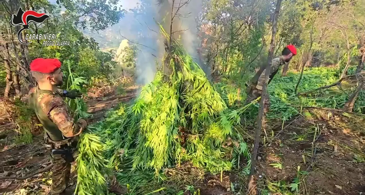 Caulonia, scoperta una maxi piantagione di marijuana: i carabinieri sequestrano oltre duemila piante\n