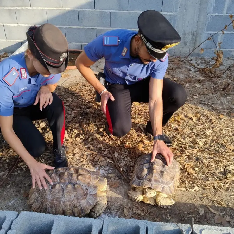 Gioia Tauro, scoperto un\u00A0“mini zoo” abusivo: c’erano anche due tartarughe a rischio estinzione