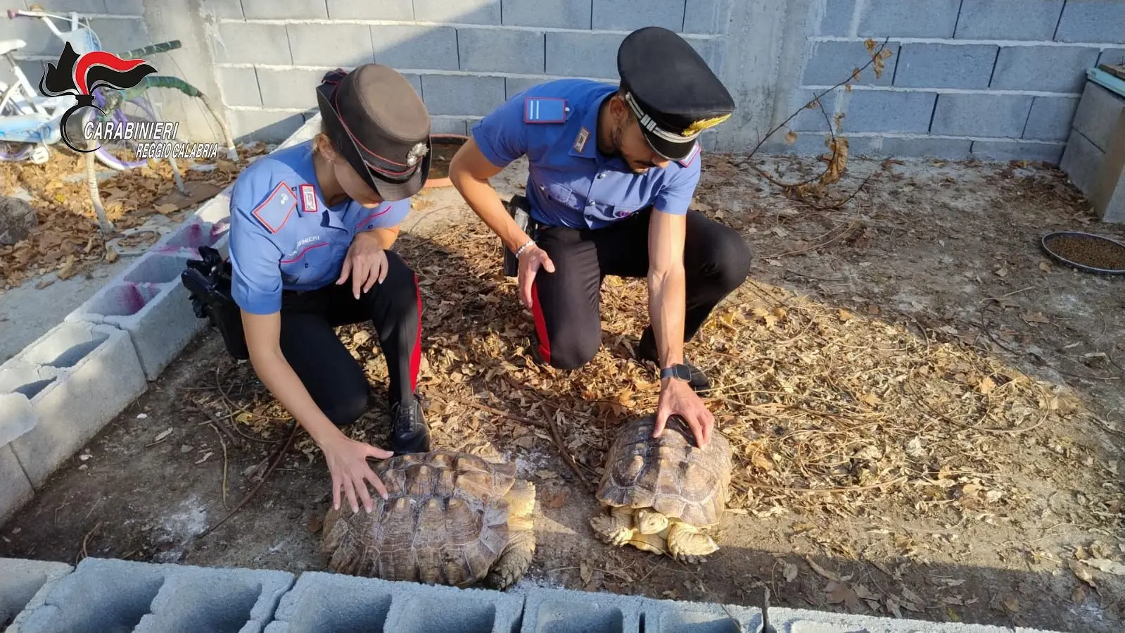 Gioia Tauro, scoperto un\u00A0“mini zoo” abusivo: c’erano anche due tartarughe a rischio estinzione