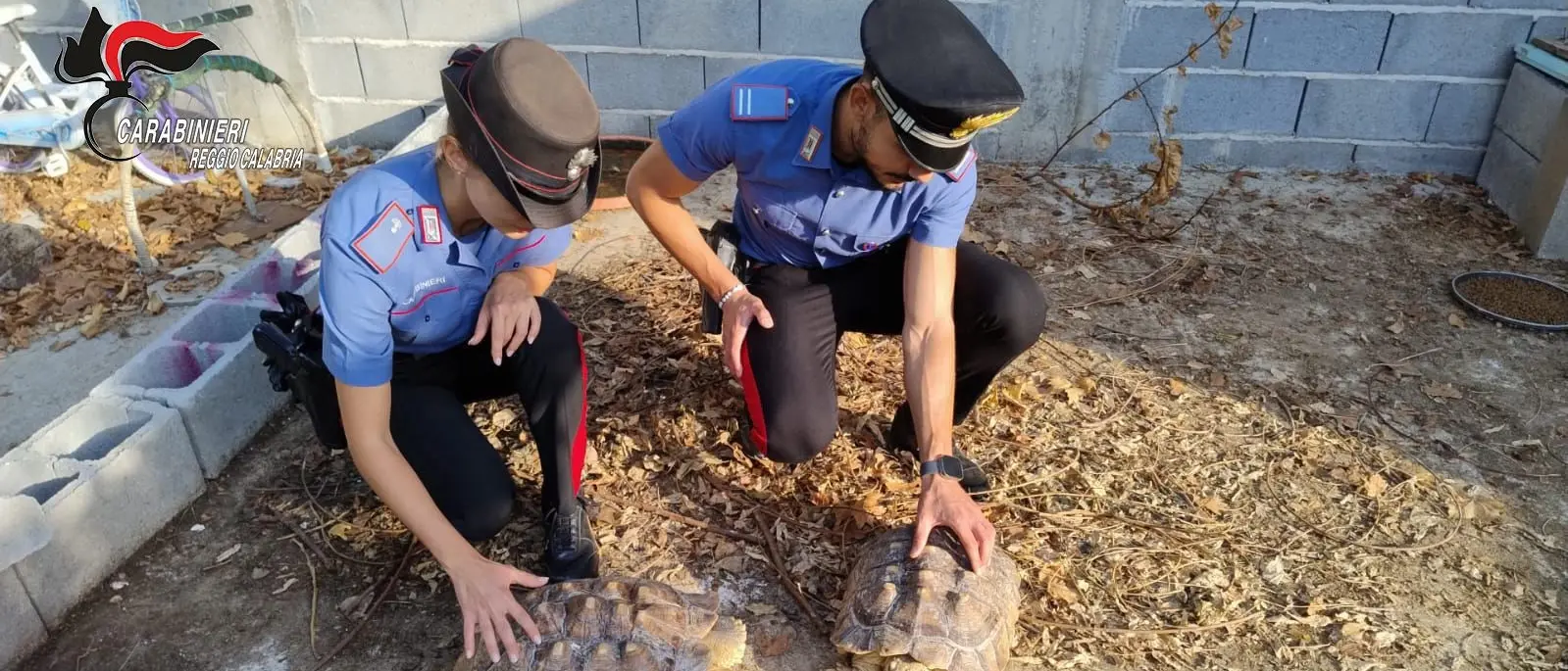 Gioia Tauro, scoperto un\u00A0“mini zoo” abusivo: c’erano anche due tartarughe a rischio estinzione