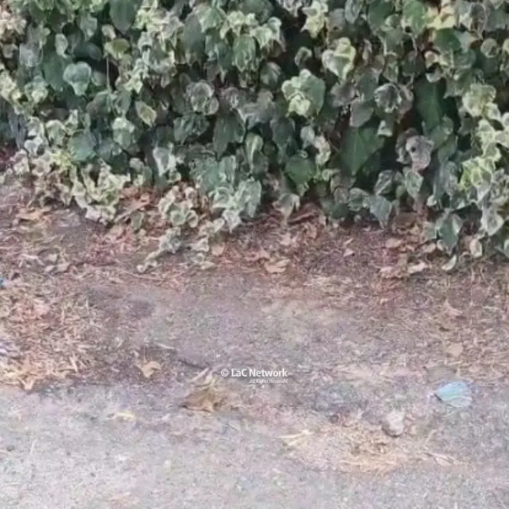 Tragedia a Catanzaro, bimbo di 2 anni travolto e ucciso da un furgoncino: indagini in corso