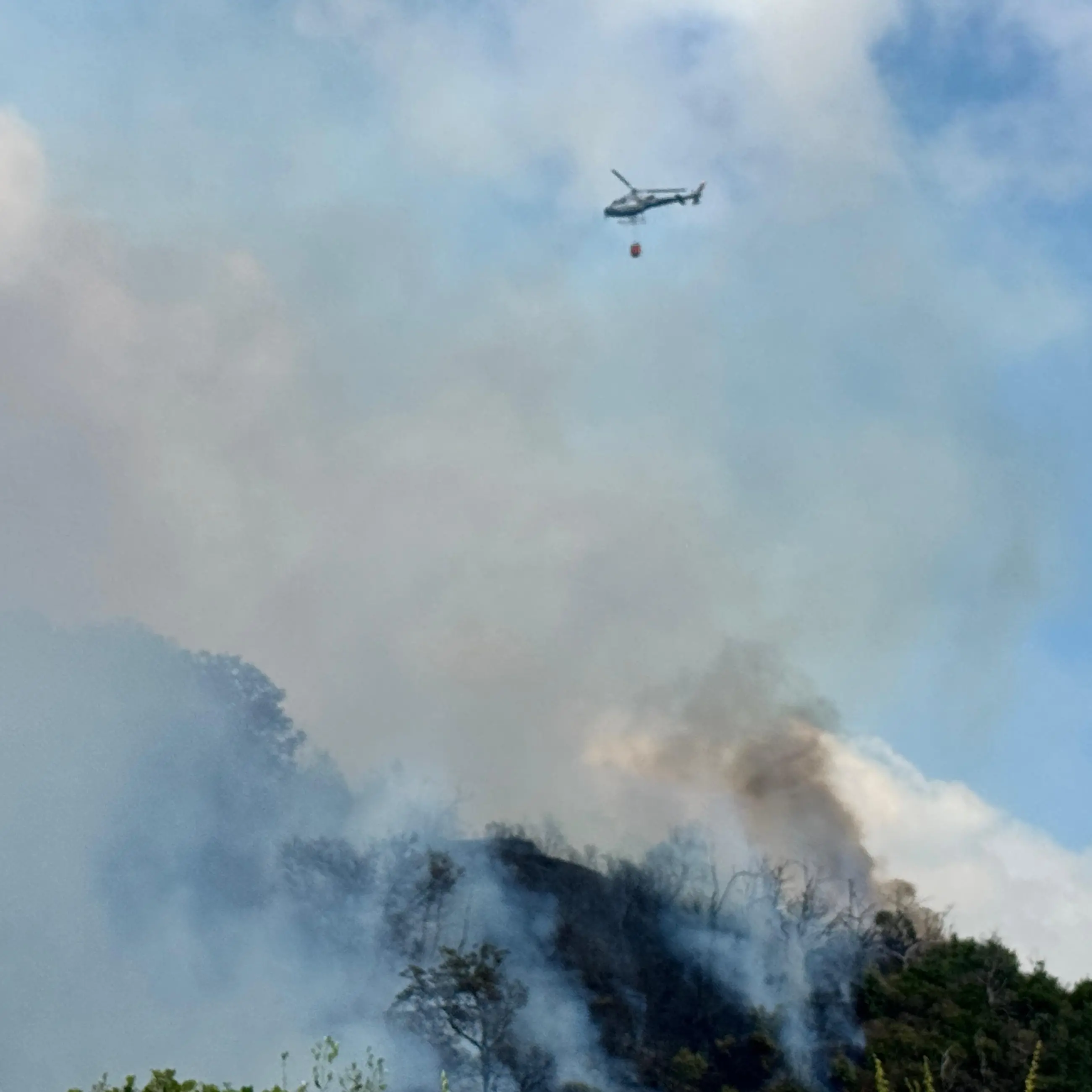 Belvedere Marittimo, vasto incendio devasta zona collinare\n