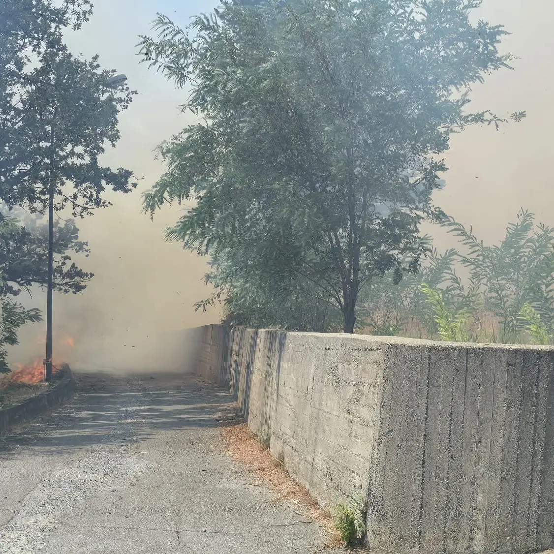 Incendio a Cetraro: le fiamme minacciano la collina sotto l’ospedale\n