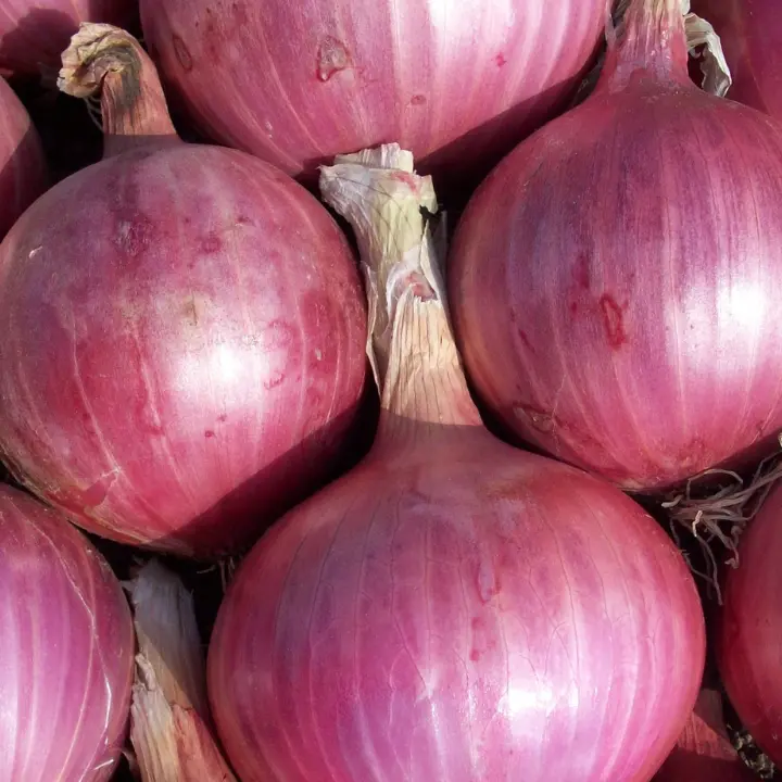Cipolla rossa e pesticidi, la Procura di Paola accende i riflettori sull’inquinamento nel Tirreno: ordinanze a Nocera e Amantea\n