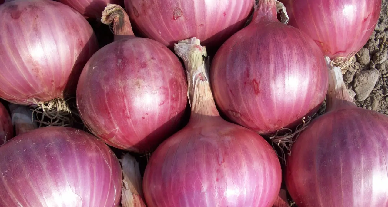 Cipolla rossa e pesticidi, la Procura di Paola accende i riflettori sull’inquinamento nel Tirreno: ordinanze a Nocera e Amantea\n