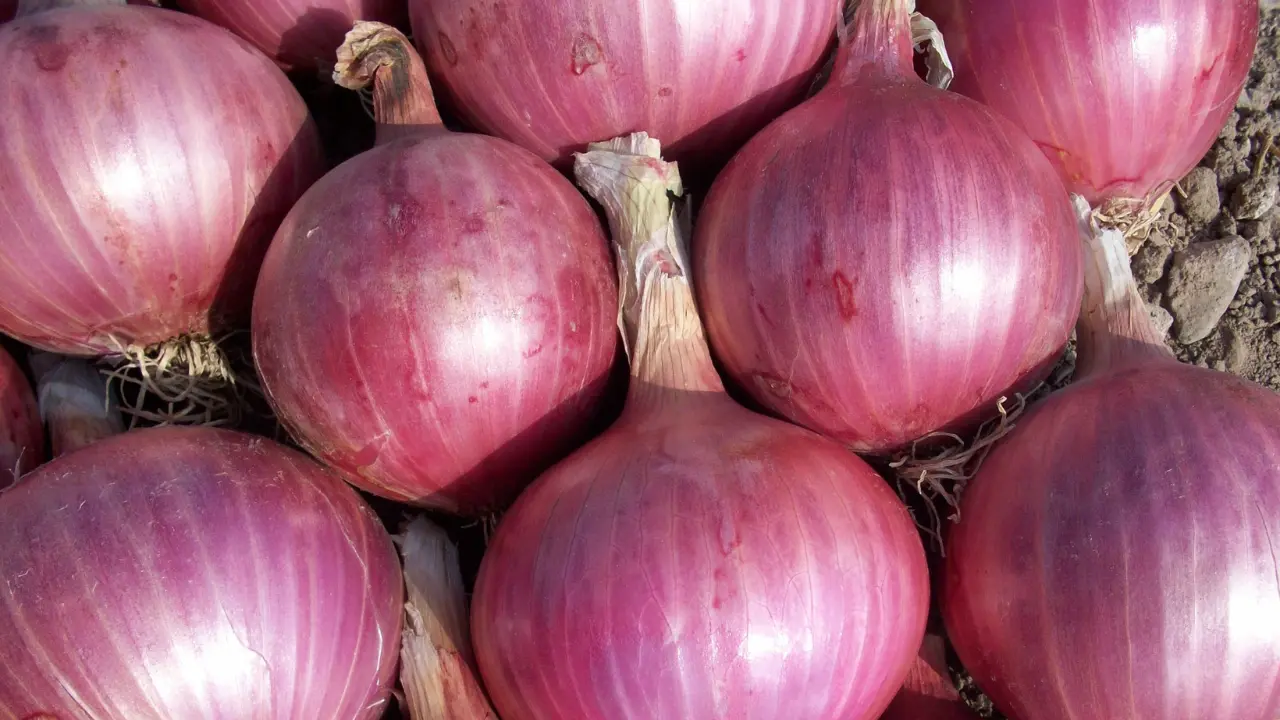 Cipolla rossa e pesticidi, la Procura di Paola accende i riflettori sull’inquinamento nel Tirreno: ordinanze a Nocera e Amantea\n