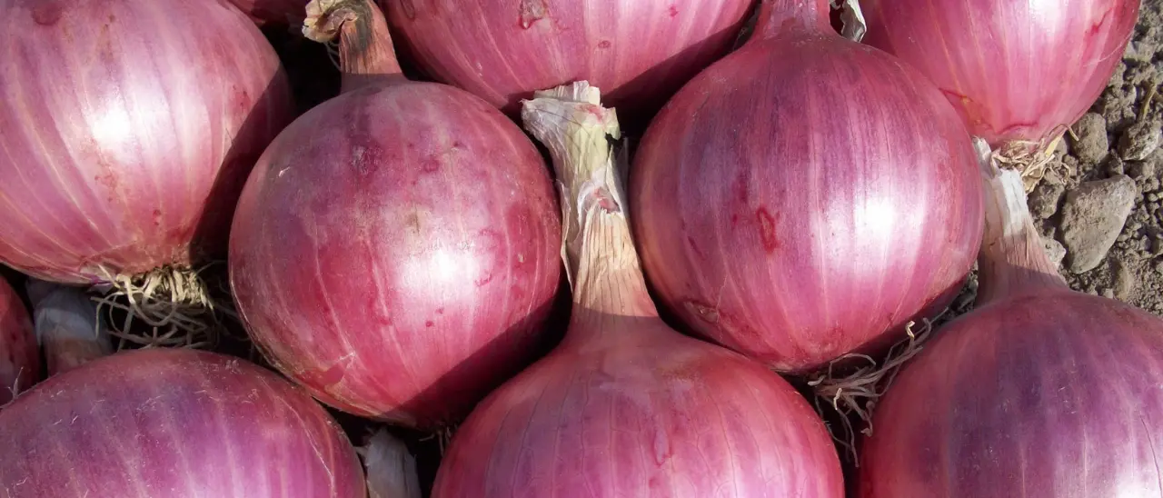Cipolla rossa e pesticidi, la Procura di Paola accende i riflettori sull’inquinamento nel Tirreno: ordinanze a Nocera e Amantea\n