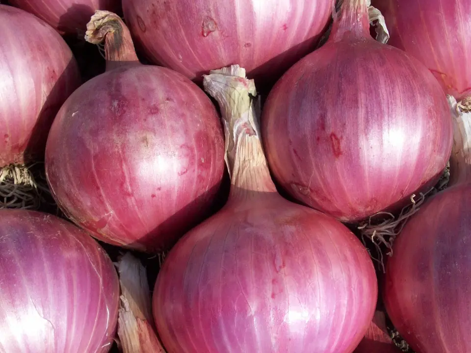 Cipolla rossa e pesticidi, la Procura di Paola accende i riflettori sull’inquinamento nel Tirreno: ordinanze a Nocera e Amantea