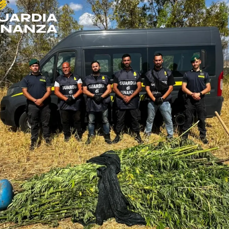 Crotone, sequestrata una piantagione di marijuana nella frazione Papanice: avrebbe fruttato 350mila euro\n