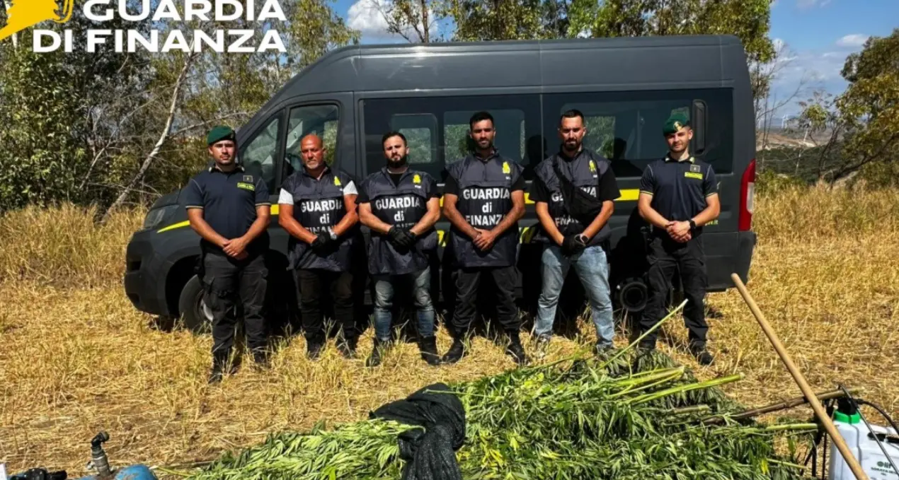 Crotone, sequestrata una piantagione di marijuana nella frazione Papanice: avrebbe fruttato 350mila euro\n