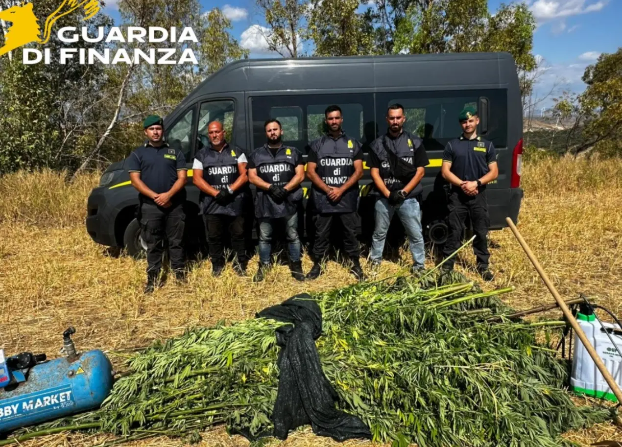 Crotone, sequestrata una piantagione di marijuana nella frazione Papanice: avrebbe fruttato 350mila euro\n