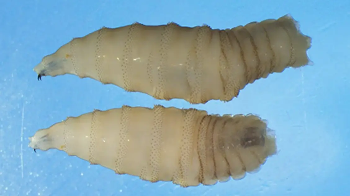 Larva “mangia-carne” Cochliomyia hominivorax: cos’è, dove si trova e perché preoccupa