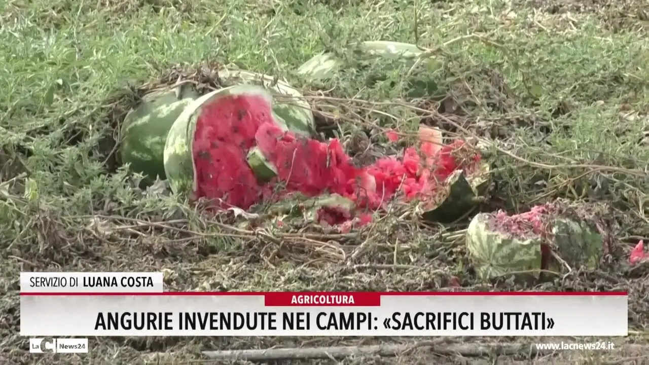 Agricoltura, angurie invendute nei campi: «Sacrifici buttati»