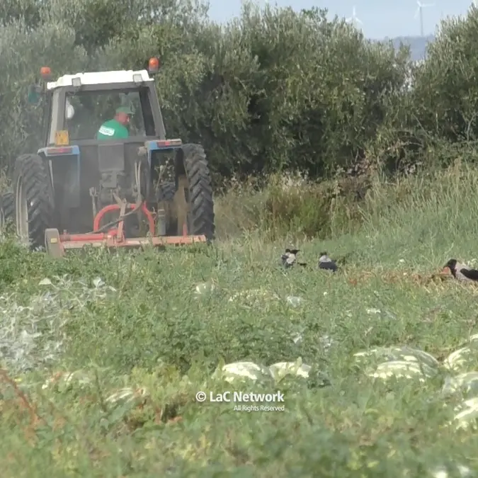 Agricoltura in crisi, 40 ettari di angurie trinciate perché rimaste invendute: «Perdite\u00A0enormi\u00A0e sacrifici inutili»