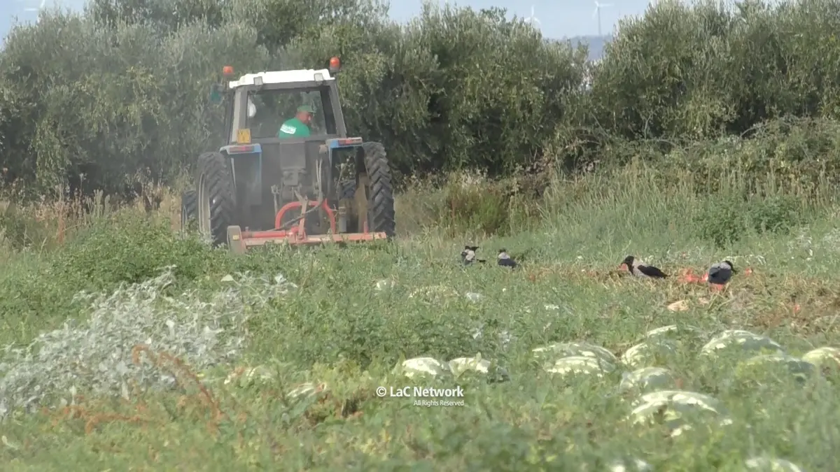 Agricoltura in crisi, 40 ettari di angurie trinciate perché rimaste invendute: «Perdite enormi e sacrifici inutili»