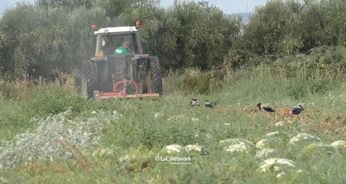 Agricoltura in crisi, 40 ettari di angurie trinciate perché rimaste invendute: «Perdite enormi e sacrifici inutili»