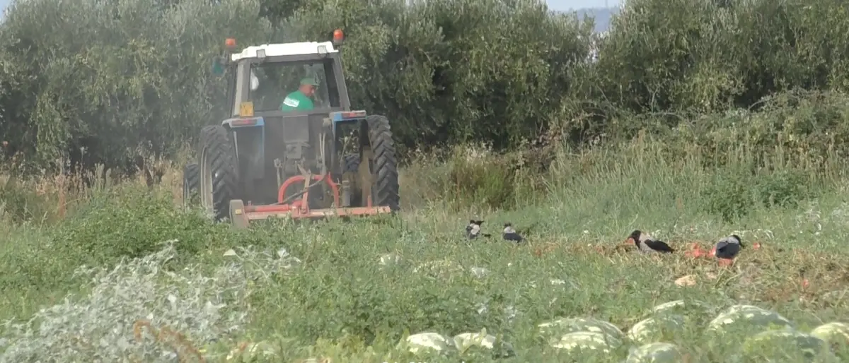 Agricoltura in crisi, 40 ettari di angurie trinciate perché rimaste invendute: «Perdite\u00A0enormi\u00A0e sacrifici inutili»
