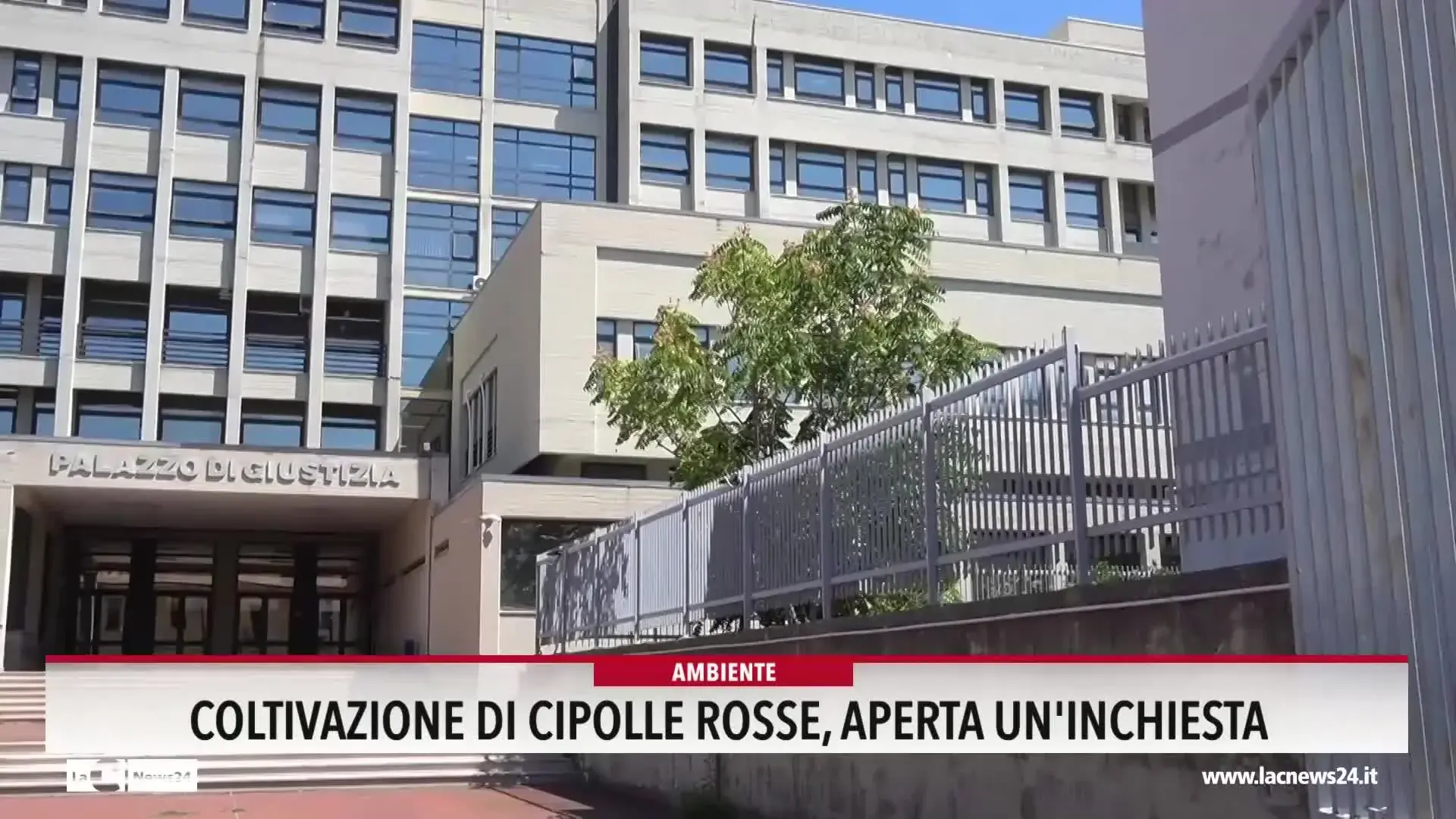 Coltivazione di cipolle rosse, aperta un'inchiesta
