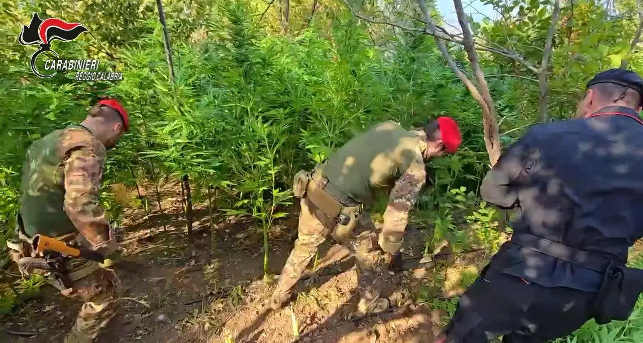 Vasta piantagione di canapa indiana scoperta dai carabinieri nel Reggino: arrestato un uomo